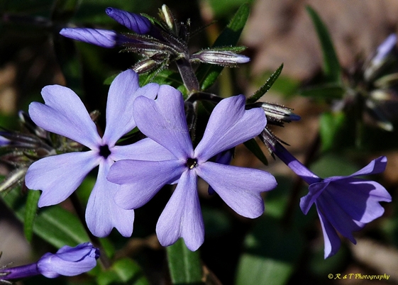 {Phlox divaricata}